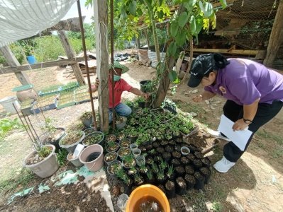 ภูมิปัญญาด้านเกษตรกรรมแบบผสมผสาน นายบุญชุบ กลอนดอน บ้านพร้าว